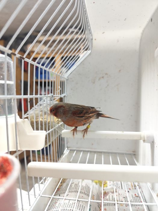 Vendo Canário   ou  Casal de Canários  (Ver descrição abaixo).