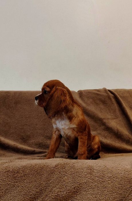 Uroczy Rodowodowy Piesek Cavalier King Charles Spaniel z Rodowodem OSPIK