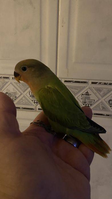 Agapornis domesticado- Femea