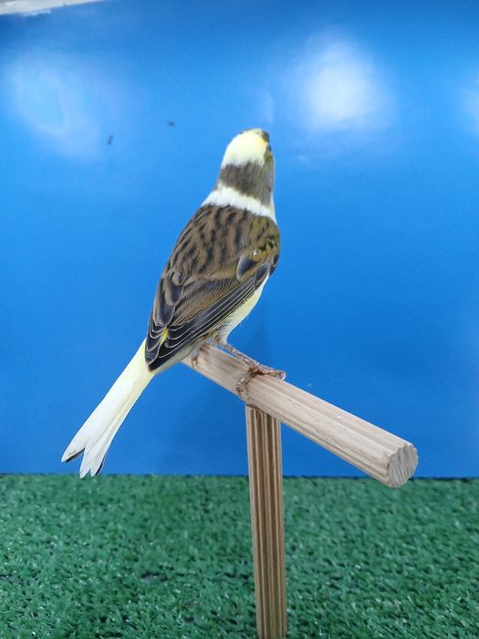 Kanarki Tymbrador Mini Border2025r