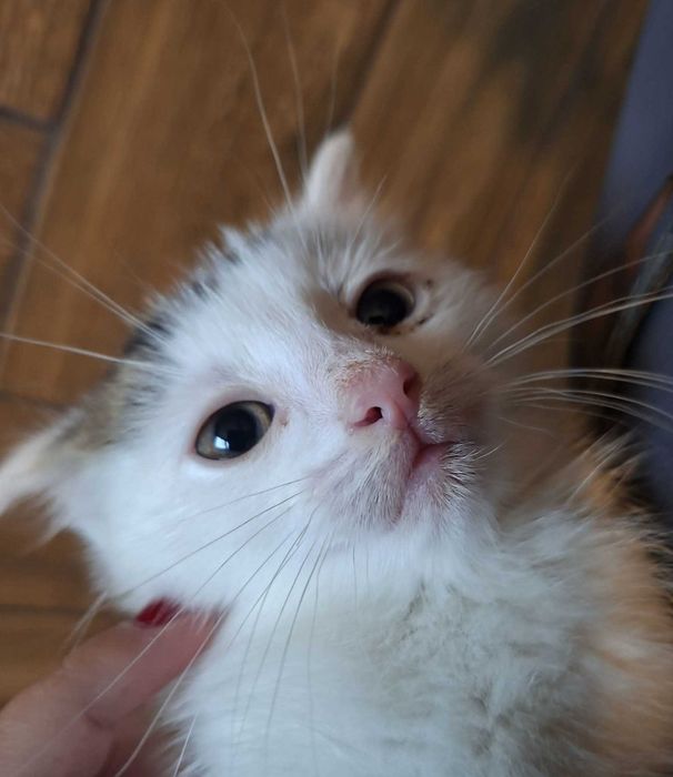 Mały Mew szuka bezpiecznego domu