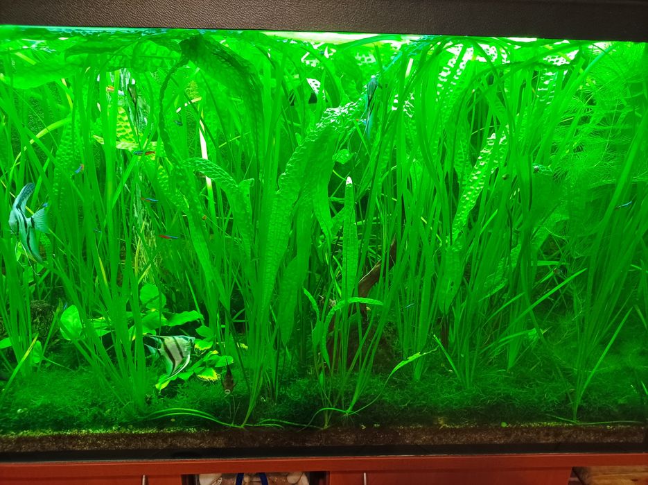 Limnofilia  wyprzedaż rośliny do akwarium akwariowe z przycinki