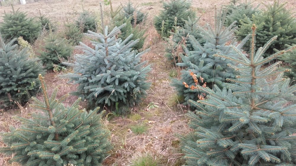 Drzewka ozdobne do przesadzania