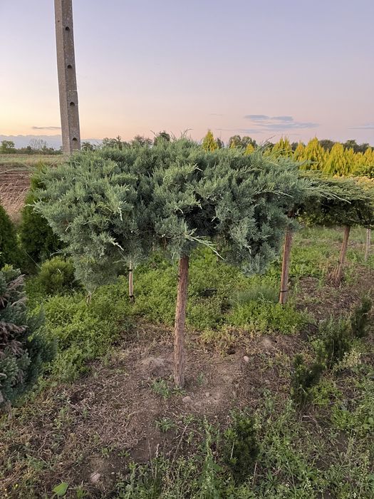 Drzewa, krzewy szczepione, bonzaje