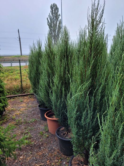 Ялівець Блу Арроу в асортименті від 1.8 + м