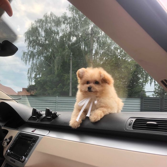 Помапу — Гарантовано закохаєтесь з першого погляду