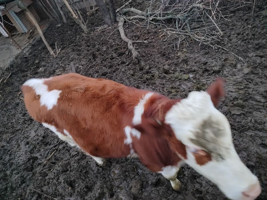 Молода теличка молочної породи