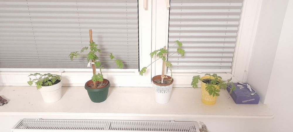 Anginka Geranium