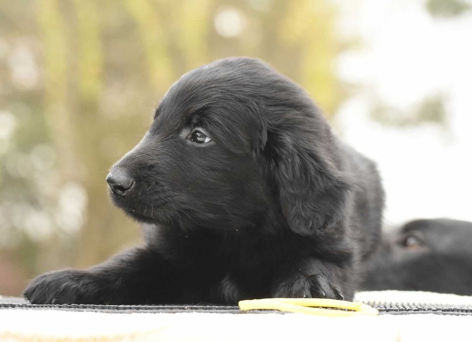 FLAT COATED RETRIEVER - czarny chłopczyk odb Maj