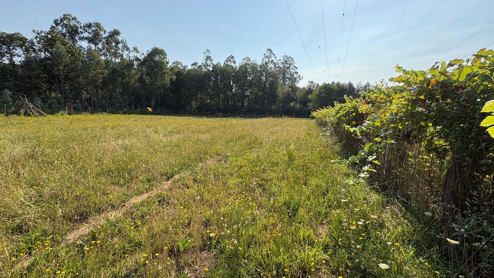 Terreno Rustico em Sandiães