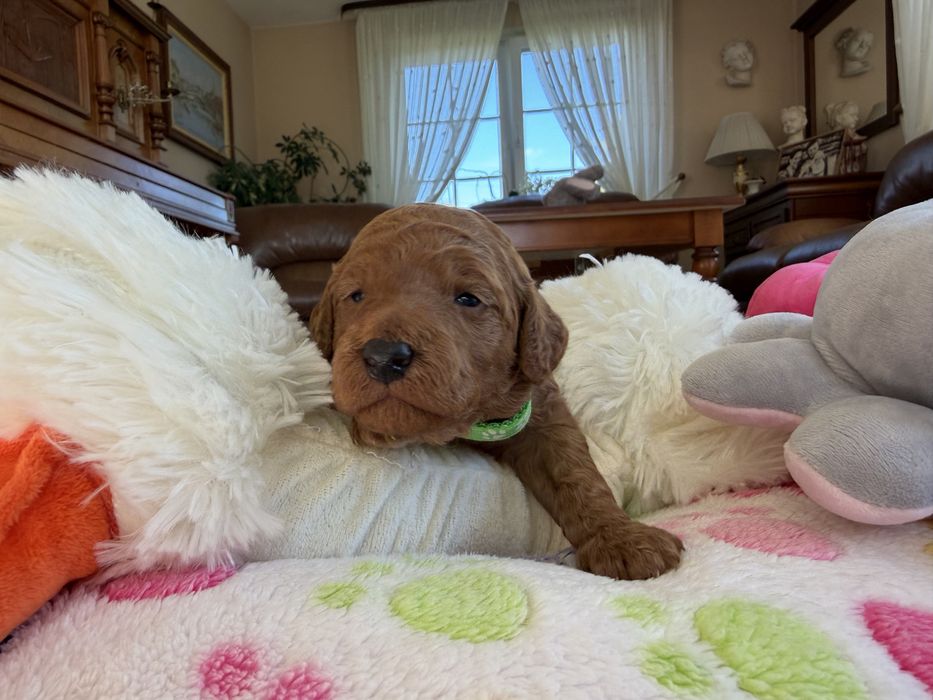 Goldendoodle F1b szczenię