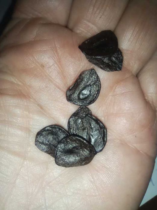 Детки гиппеаструма(перекрестное опыление)