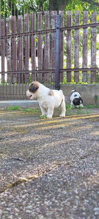 Pieski mama beagle