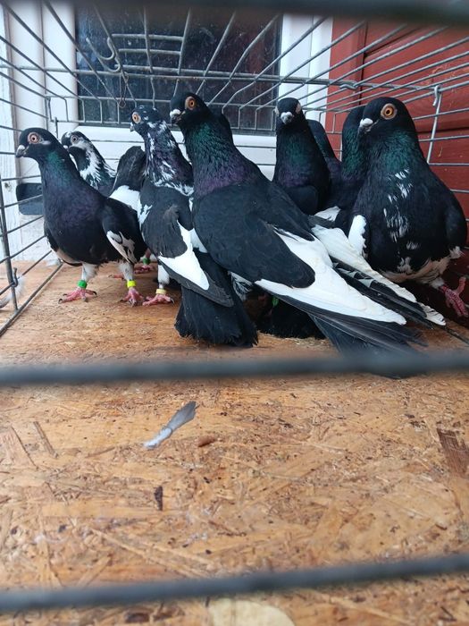 Gołębie Zamojskie i murzyny młode