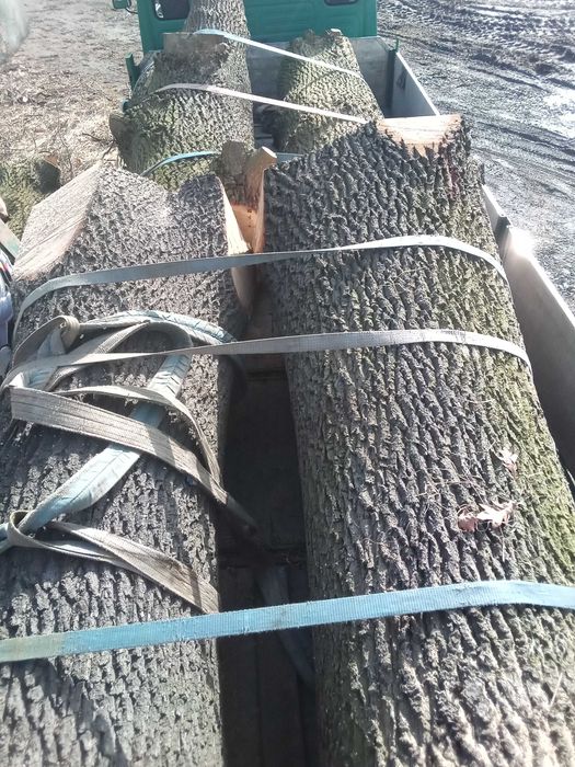 Wycinka drzew, drwal