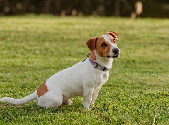 JACK RUSSELL TERRIER – suczka Jaga/Magic Jack