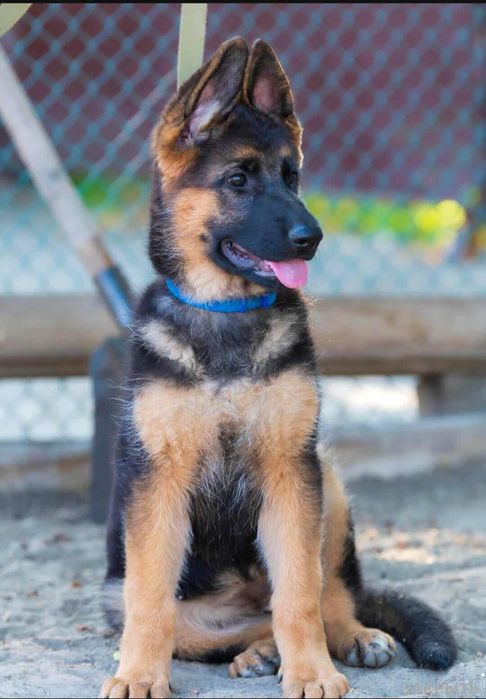 Щенок немецкой овчарки