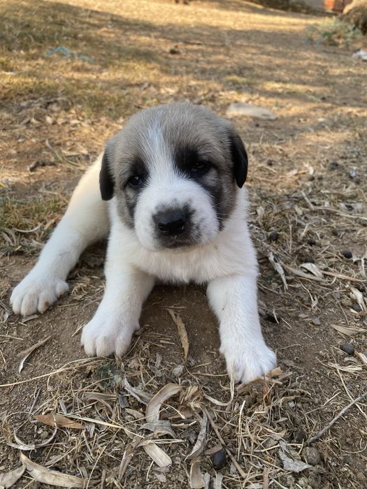 Lindo Cão de Gado Trasmontano