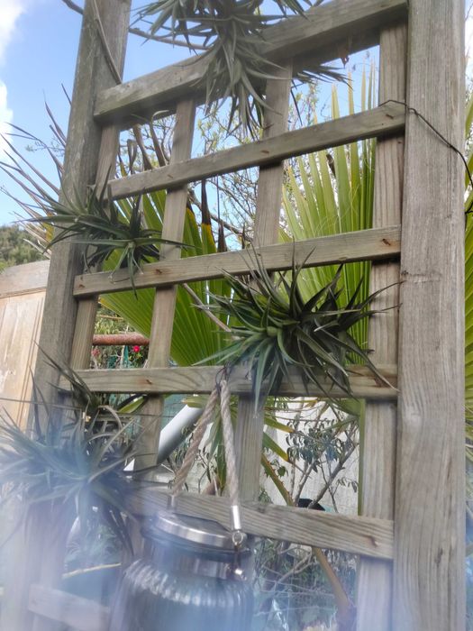 Tillandsia planta aérea