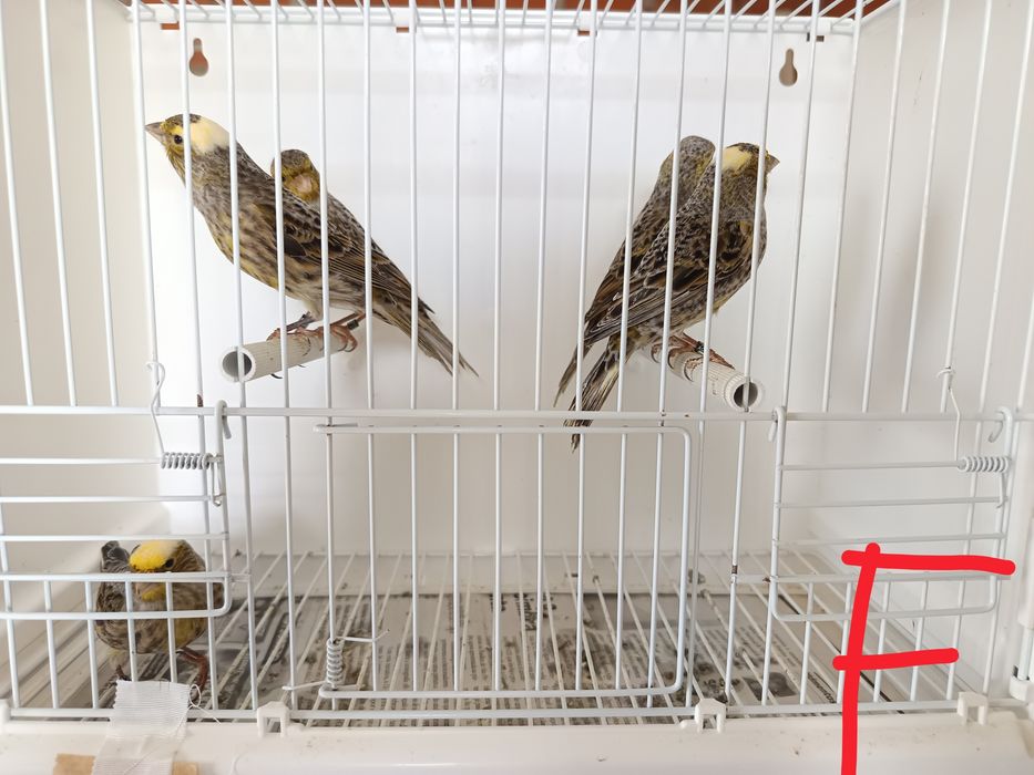 Canários Lizard 2025 LER DESCRIÇÃO