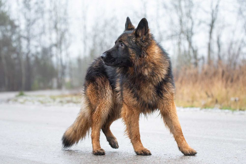 VOTAN - piękny, spokojny owczarkowy jegomość