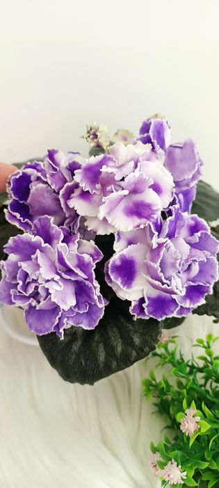 Продам дітки та квітучі фіалки різних сортів
