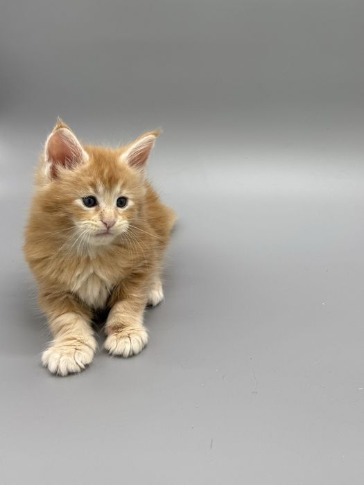 Мейн кун  котенок мальчишка