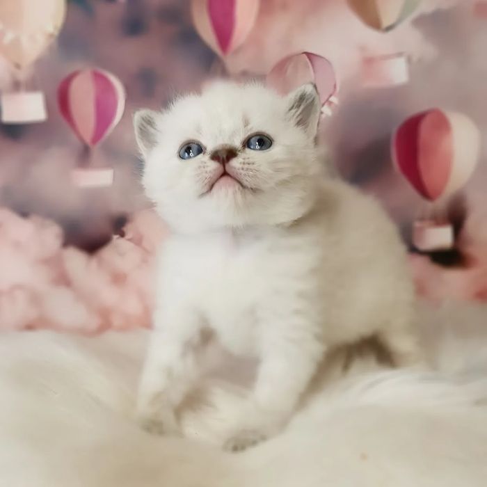Ніжний шотландский котик