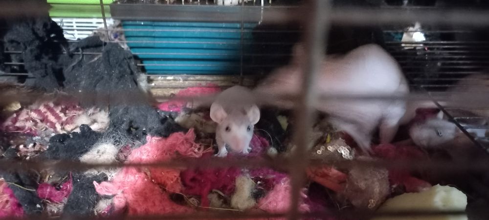 Крысята декоративные