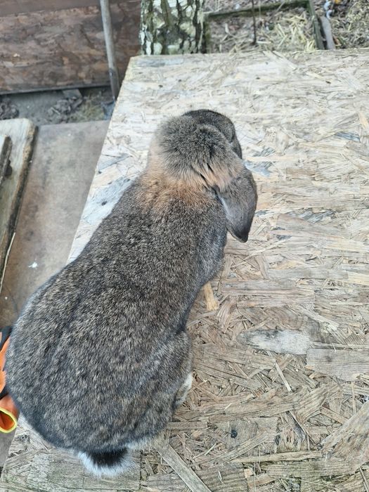 Samica baran francuski 10 miesięcy