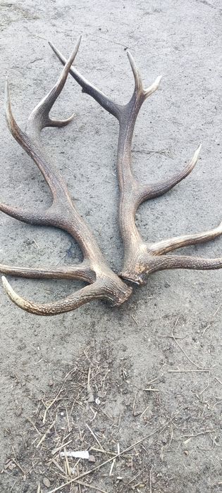 Рогі ,рога Оленя