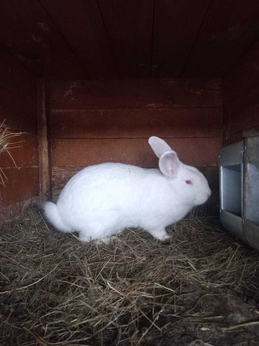 króliki termondzkie