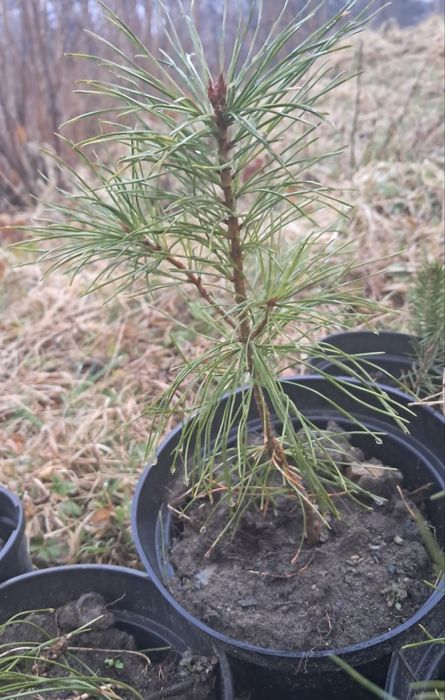 Кедр сибірський, саджанець