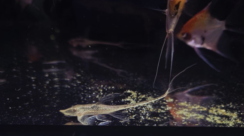 Sturisoma aureum