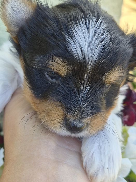 Biewer Yorkshire Terrier