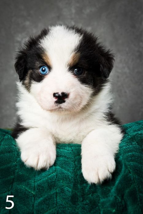 Owczarek australijski - piesek Black Tri