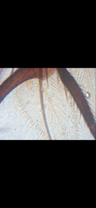 Мікроскоп visiomar 40x-1024