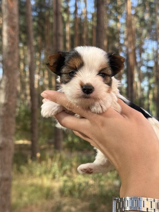 Елітна дівчинка бівер з документами КСУ/FCI