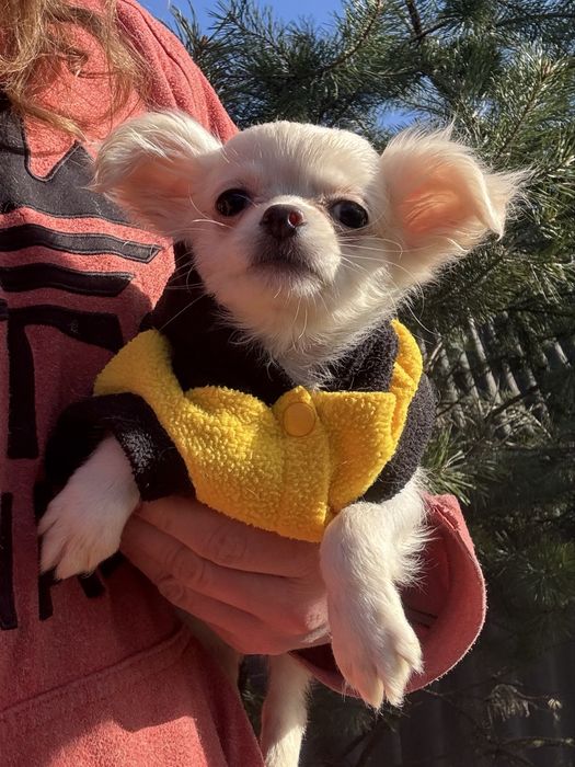 Очаровательный мальчишка чихуахуа