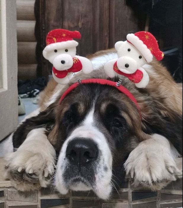 Цуценята сембернарчики