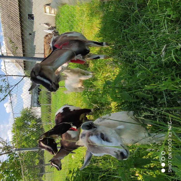 Продаю дійні кози