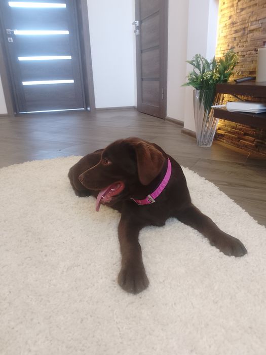 Лабрадор ретривер дівчата