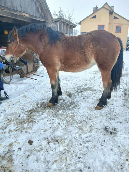 KlaczeZrebice zimnokrwiste