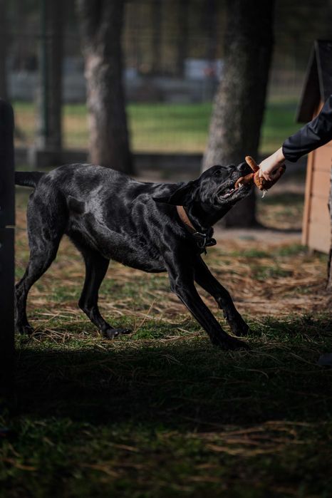 Ira do adopcji! Duża suczka szuka domu!
