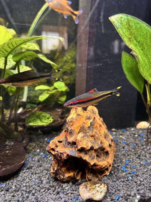 Vendo ou troco estes peixes.