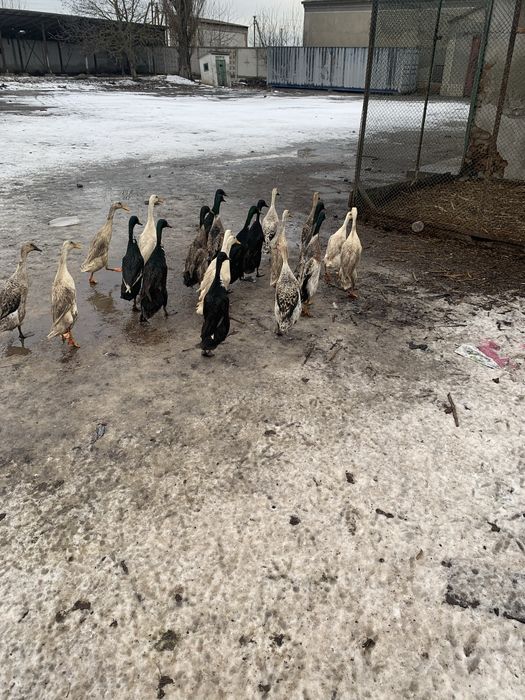 Продамо качки породи Індійські бігуни