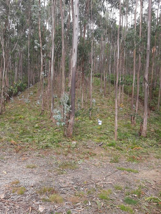 Terreno com eucaliptal