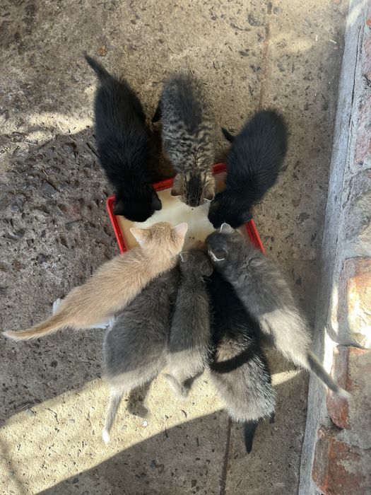 Шукаємо люблячих господарів для кошенят