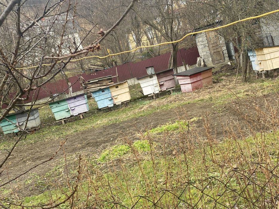 Вулики двох сімейні.