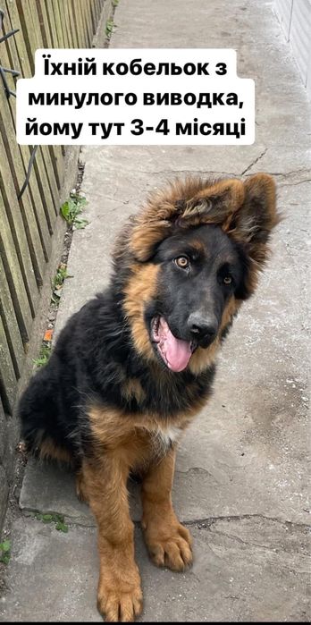 Цуценя німецької вівчарки